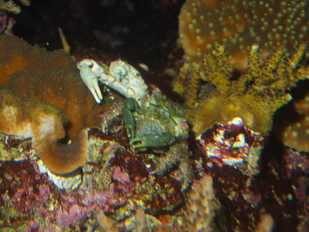 Emerald Crabs Giving Birth! REEF2REEF Saltwater and Reef Aquarium Forum